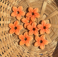 Aloha Orangé